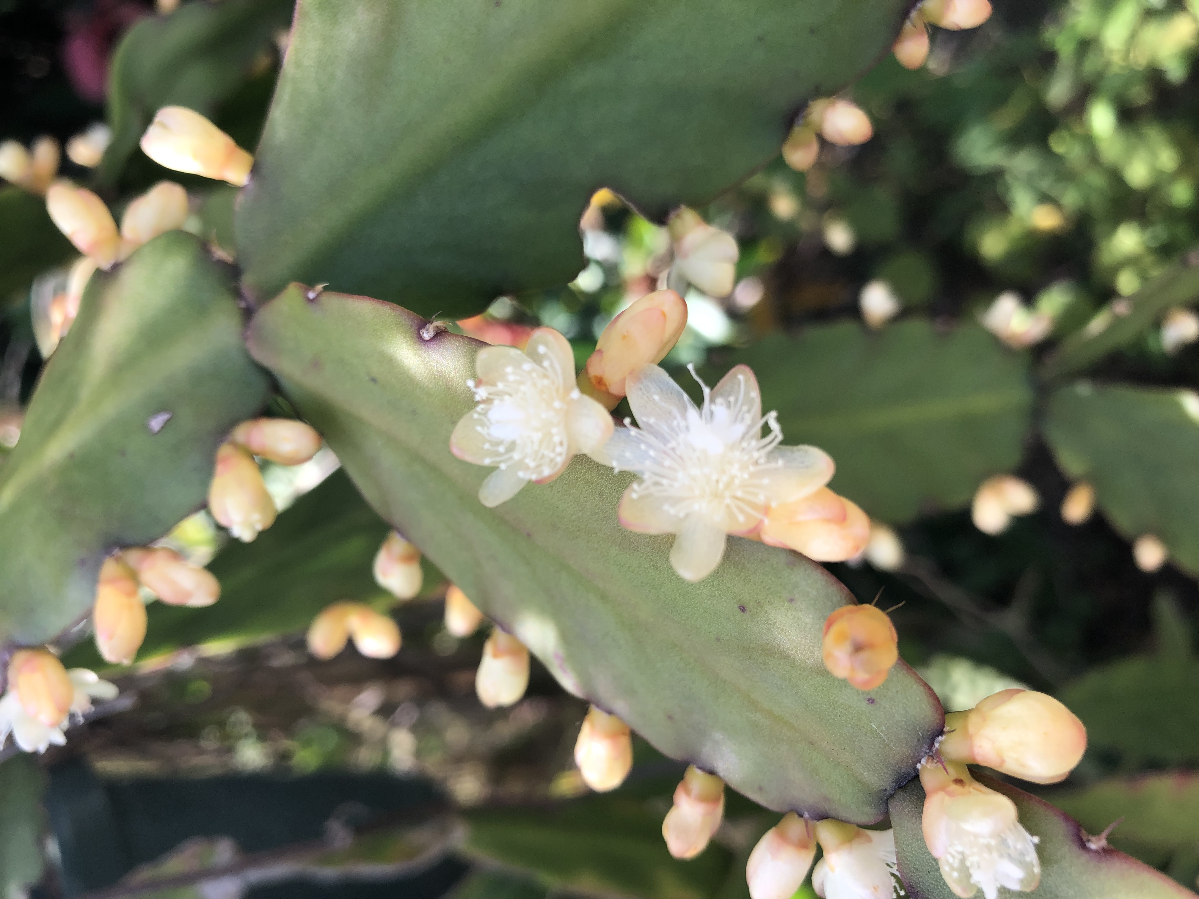 http://www.cloudjungle.com/cloudjungle/Cactaceae/Rhipsalis/Rhipsalis sp Brazil 2 flowers.jpeg